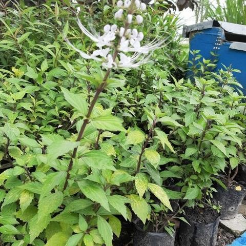 

Terlaris Bibit Tanaman Kumis Kuncing / Herbal Kumis Kucing