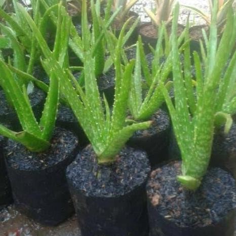 

Terlaris Tanaman Hias Lidah Buaya - Tanaman Herbal Lidah Buaya