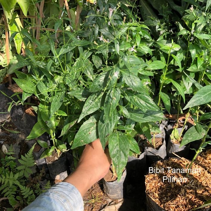 

Terlaris Bibit Tanaman Sambiloto Tanaman Obat Pahit Herbal