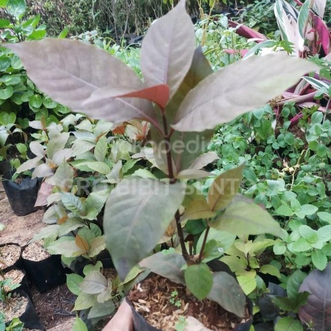 

Terlaris Bibit Tanaman Daun Ungu Handeleum Obat Herbal Untuk Wasir