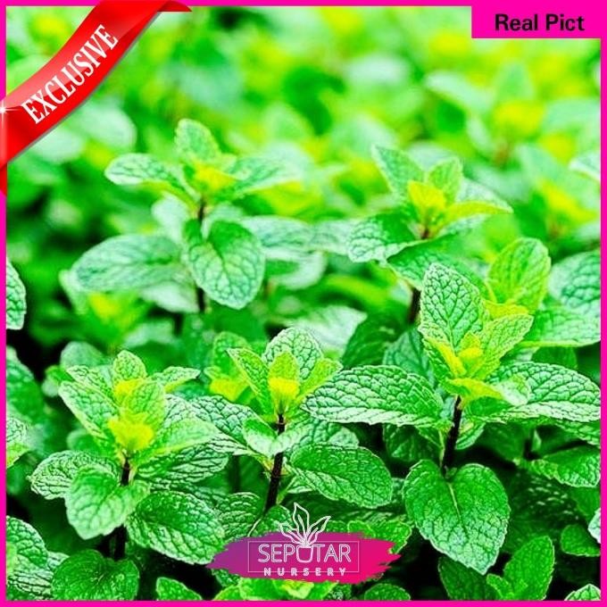 

Terlaris Tanaman Daun Mint - Tanaman Herbal Daun Mint - Tanaman Herbal