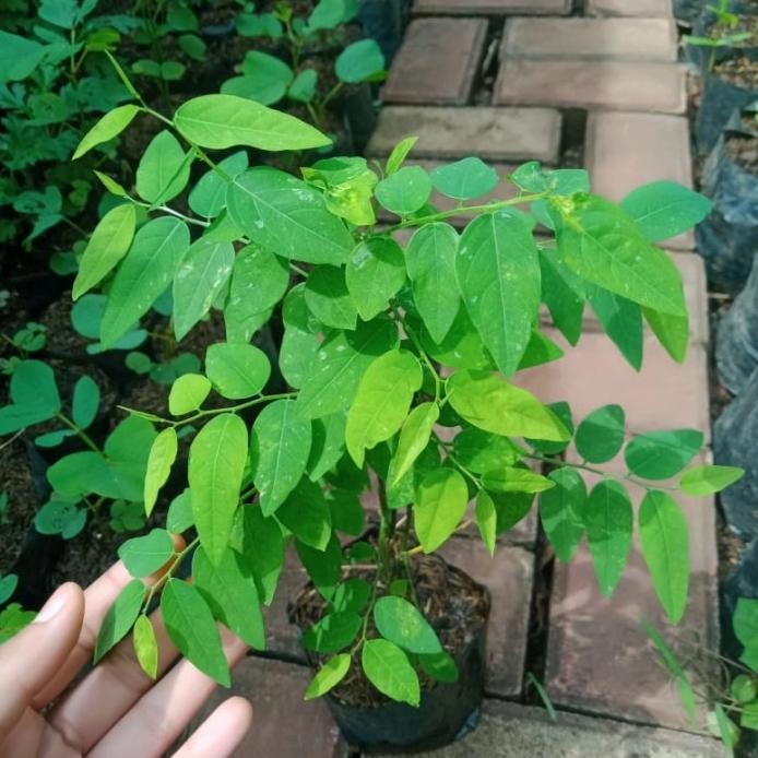 

Terlaris Bibit Tanaman Herbal Daun Katuk