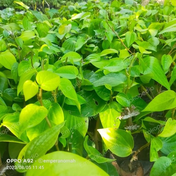 

Terlaris Bibit Tanaman Herbal Daun Sirih Hijau Atau Bibit Daun Suruh Ijo Murah