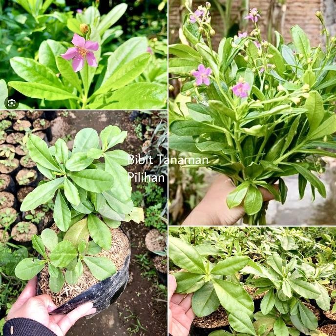 

Terlaris Bibit Gingseng Jawa Tanaman Herbal Obat Somjawa Ginseng Talinum Toga