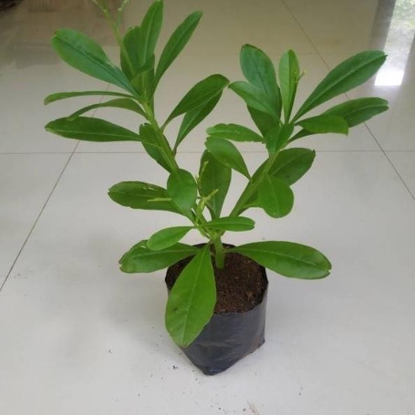 

Terlaris Bibit Tanaman Herbal Gingseng Siap Tanam Daun Alami