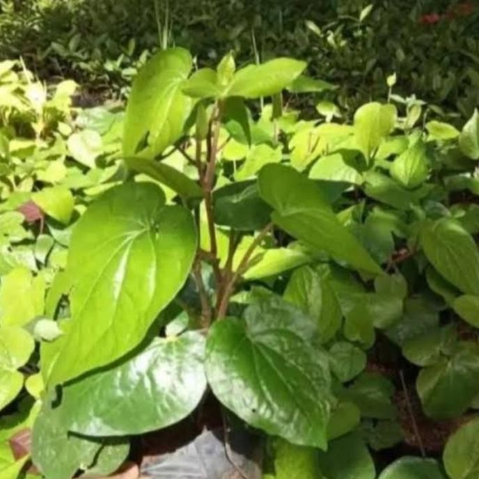 

Terlaris Tanaman Herbal Daun Sirih Hijau / Sirih Lokal