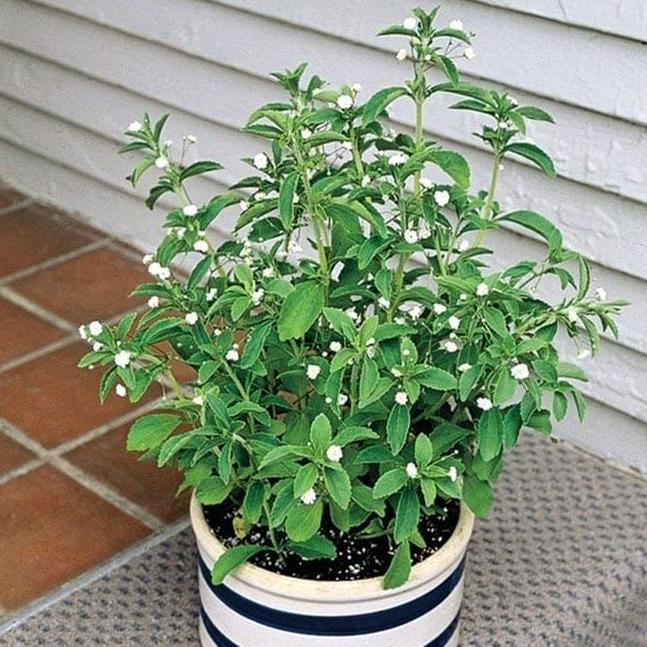 

Terlaris Bibit Stevia Dalam Pot Cantik - Tanaman Herbal Dalam Pot