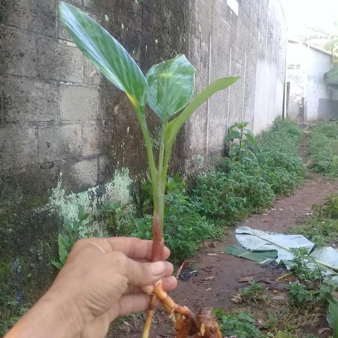 

Terlaris Tanaman Herbal Temu Pepet,Temu Kunci/Boesenbergiarotunda