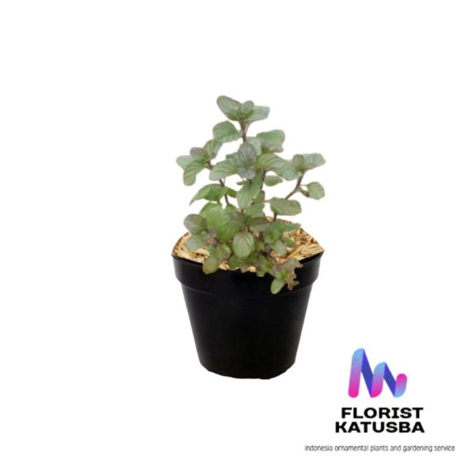 

Terlaris Tanaman Herbal Murah Daun Mint Orange Mint