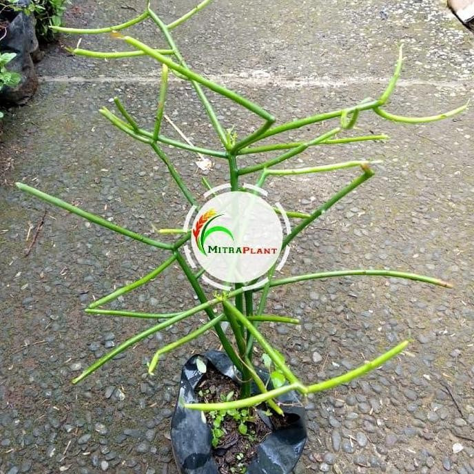 

Terlaris Bibit Pohon Kayu Urip - Tanaman Patah Tulang - Tanaman Herbal