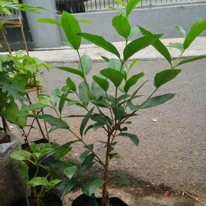 

Terlaris Bibit Tanaman Daun Salam Daun Rempah Terlaris