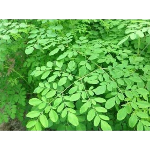 

Terlaris Promo Bibit Stek Batang Pohon Daun Kelor Benih