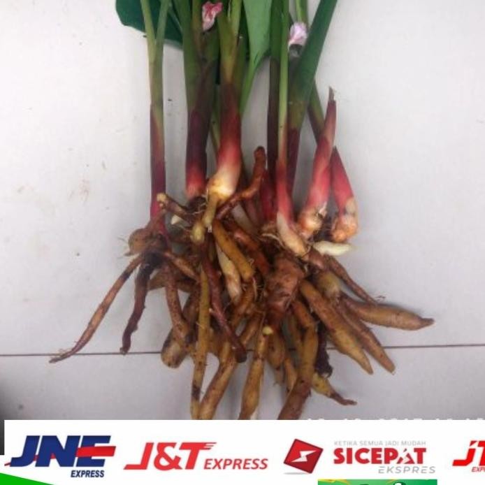 

Terlaris Tanaman Temu Kunci / Bibit Temu Kunci Siap Tanam