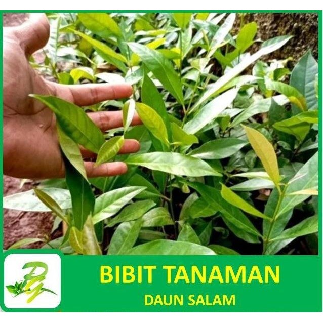 

Terlaris Peerina Bibit Tanaman - Bibit Tanaman Daun Salam Bumbu Dapur