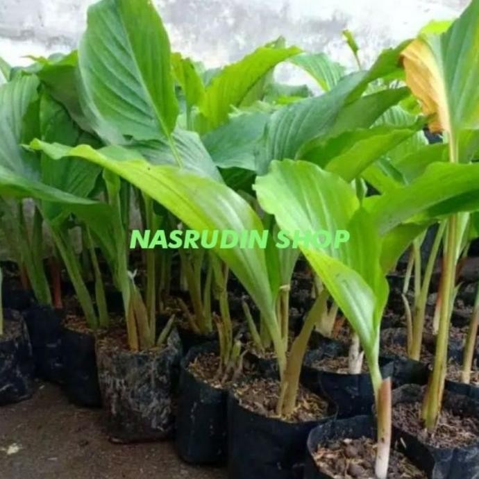 

Terlaris 5758Bibit Bibit Temu Kunci / Bonggol Temu Kunci