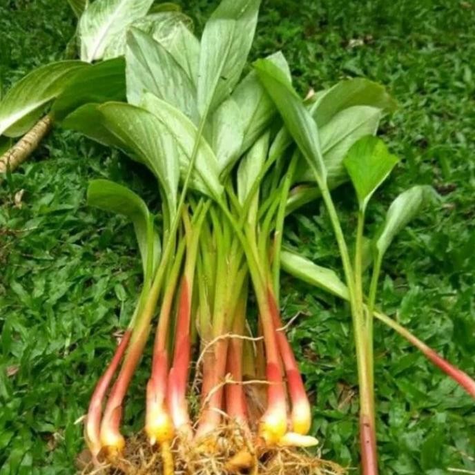 

Terlaris Bibit Tanaman Temu Kunci Herbal