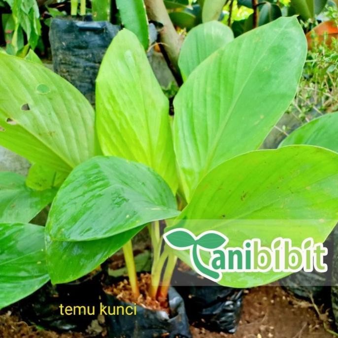 

Terlaris Bibit Tanaman Temu Kunci - Pohon Herbal Temu Kunci