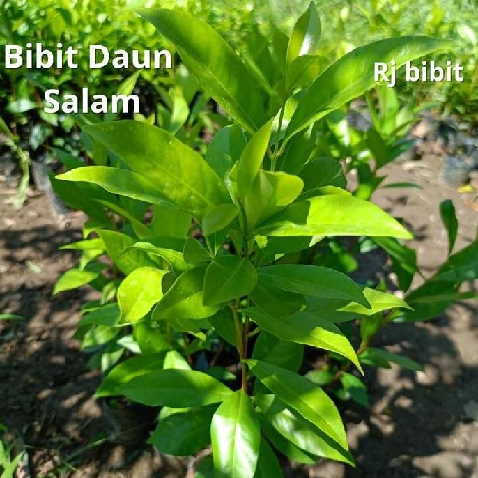 

Terlaris Benih Bibit Daun Salam(Beli 2 Gratis 1) Cepat Tumbuh!!!