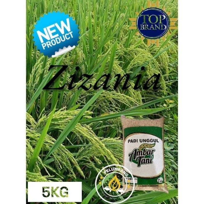 

Terlaris Padi Dan Benih Benih Padi Zizania Premium 5Kg Original Produk
