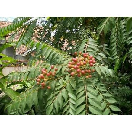 

Terlaris Bibit Tanaman Daun Kari Salam Koja Temuru