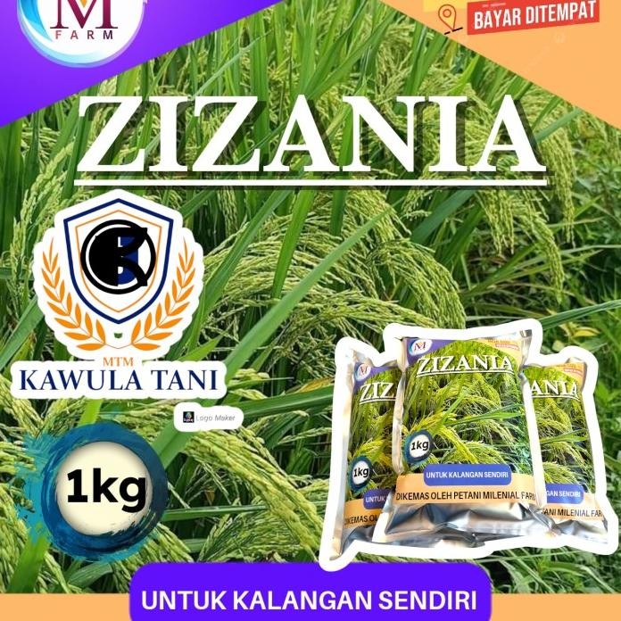 

Terlaris Benih Padi Zizania 1Kg Ori
