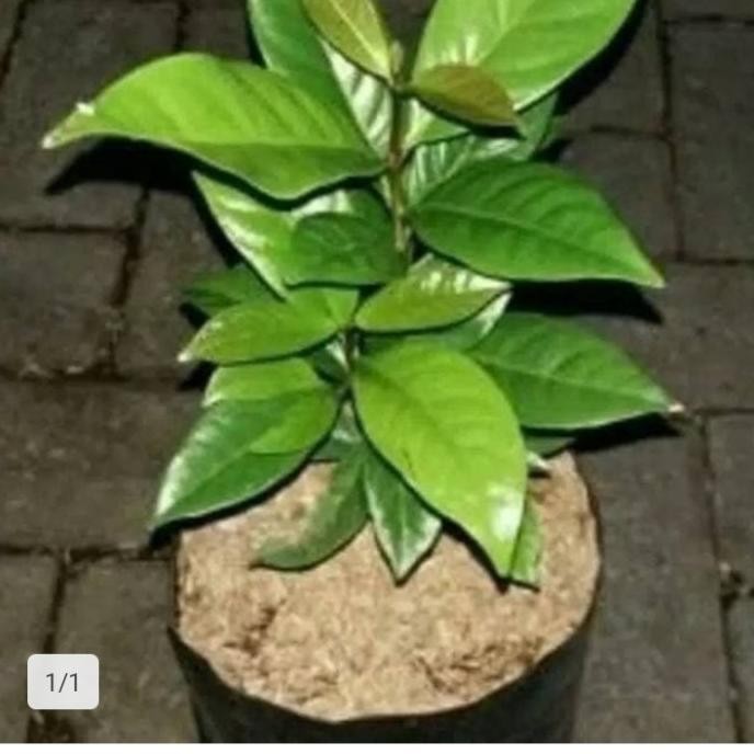 

Terlaris Bibit Tanaman Bumbu Daun Salam