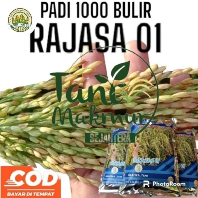 

Terlaris Bibit Benih Padi Rajasa 01