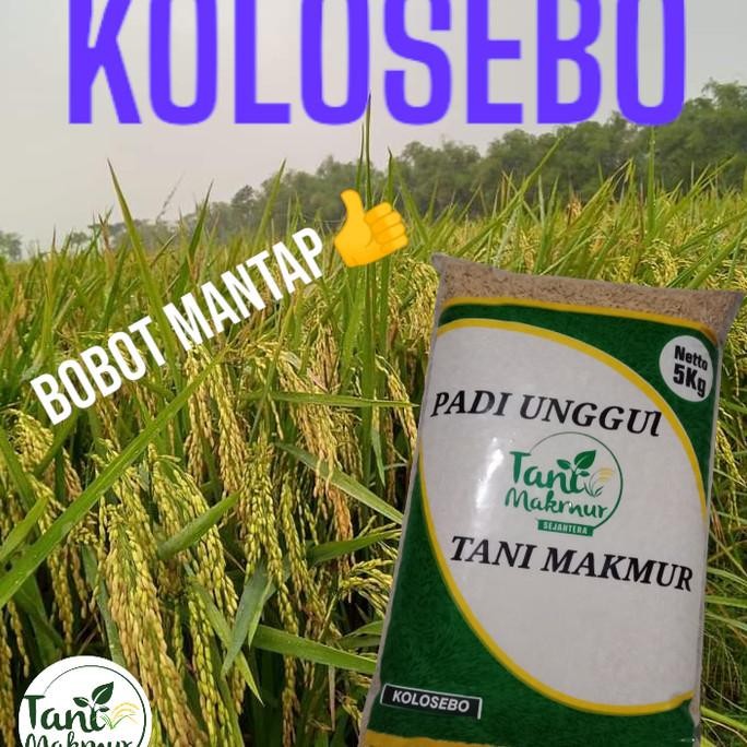 

Terlaris Benih Padi Kolosebo, Padi Berbobot Kemasan 5Kg