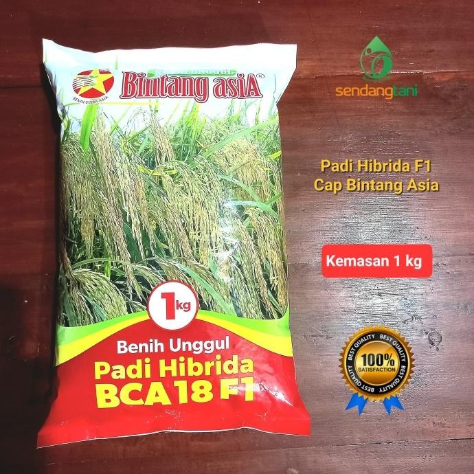 

Terlaris Benih Padi Hibrida Bca 18 F1 Kemasan 1 Kg Bibit Cap Bintang Asia