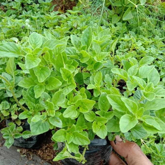 

Terlaris Tanaman Herbal Oregano