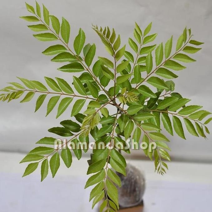 

Terlaris Bibit Bunga Daun Curry ( Salam Koja )