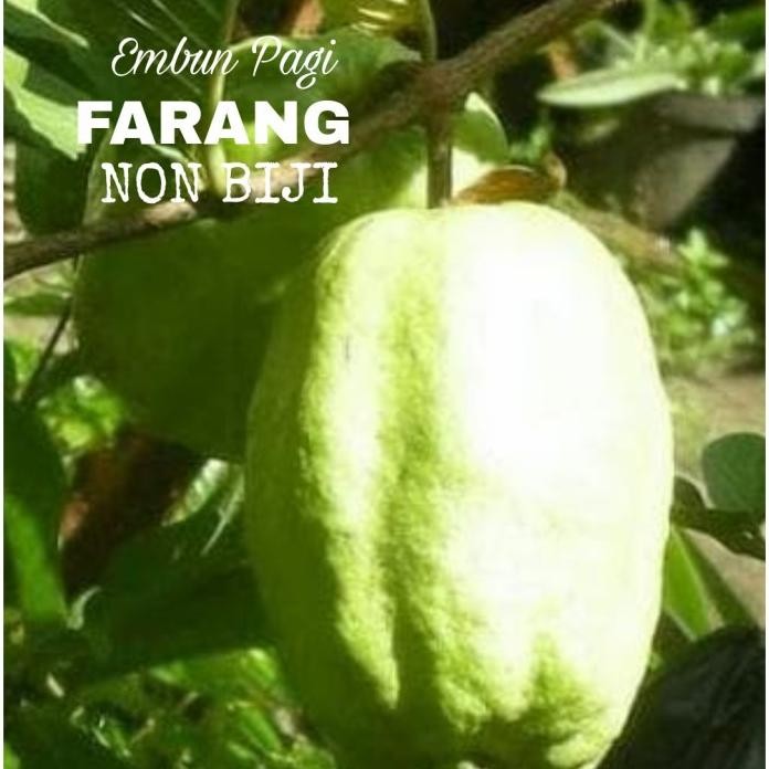 

Terlaris Bibit Jambu Biji Farang Non Biji Manis Dan Renyah