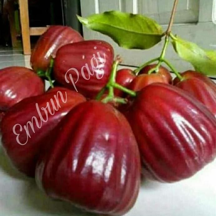 

Terlaris Terlaris Bibit Buah Jambu Air Dalhari Unggul