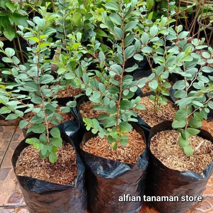 

Terlaris Tanaman Herbal Bidara Arab