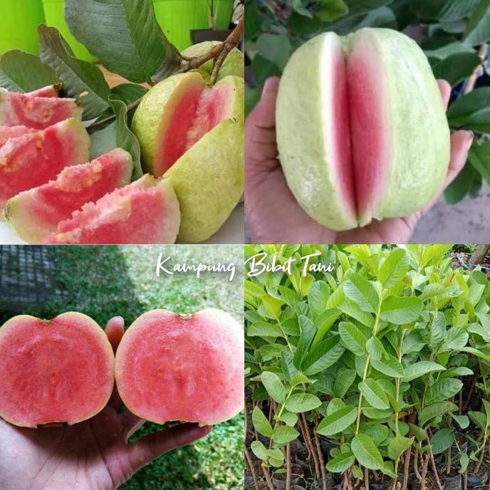 

Terlaris Bibit Jambu Kristal Merah Tanpa Biji Asli