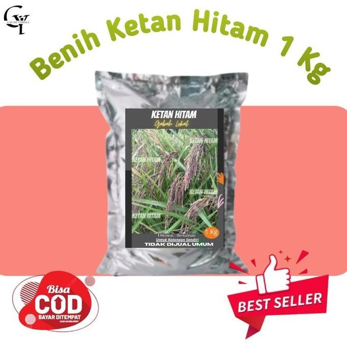 Terlaris Gabah Bibit Padi Lokal Ketan Hitam 1 Kg