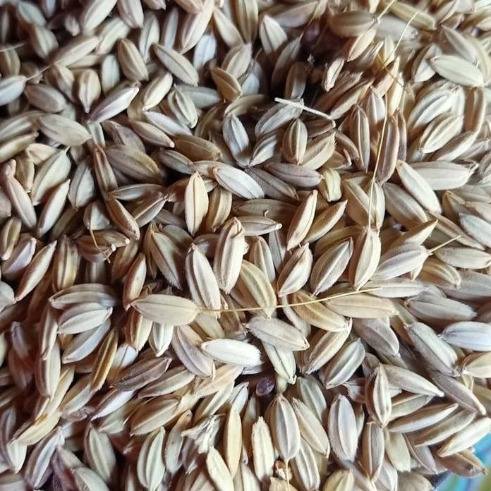 

Terlaris Jual Benih Padi Ladang Biji Merah Lokal Organik 35 Rb 1 Liter