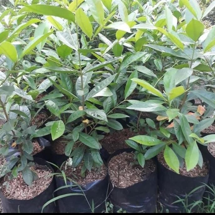 

Terlaris Bibit Daun Salam Untuk Masak