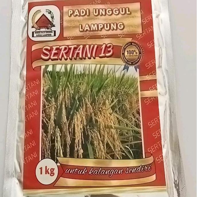 

Terlaris Padi Lokal Sertani 13 Hasil Panen Melimpah
