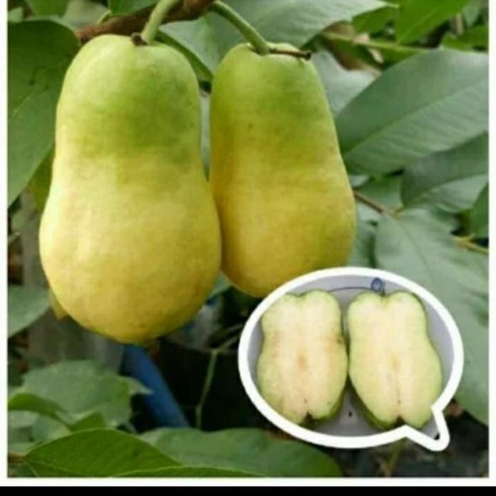 

Terlaris Bibit Tanaman Buah Jambu Farang Thailand Nonbiji/ Jambu Biji Farang