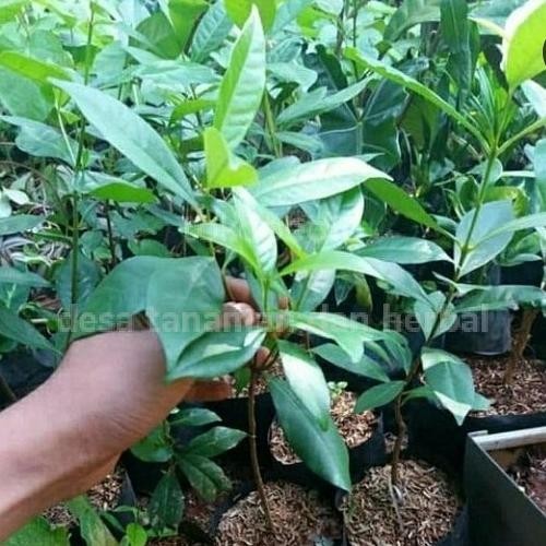 

Terlaris Bibit Stek Tanaman Daun Salam Rempah