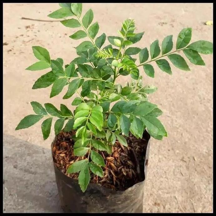 

Terlaris Bibit Tanaman Salam Koja Daun Kari Pohon Kari Daun Salam Koja Temuru