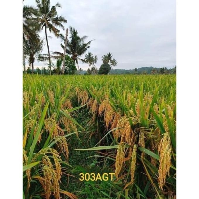 

Terlaris Padi Dan Benih Benih Padi Agt 303 Kemasan 5 Kg Original