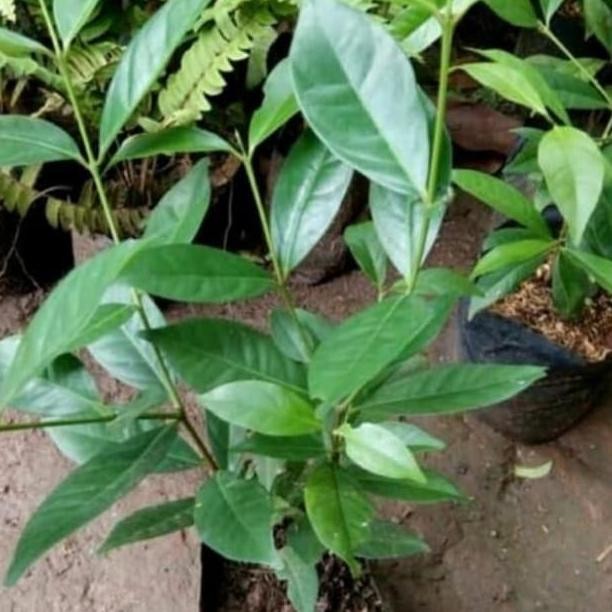 

Terlaris Paket Isi 2 Bibit Pohon Daun Salam-Pohon Daun Salam Bumbu Masak
