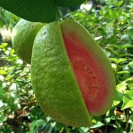 Terlaris Bibit Jambu Biji Chegua Okulasi