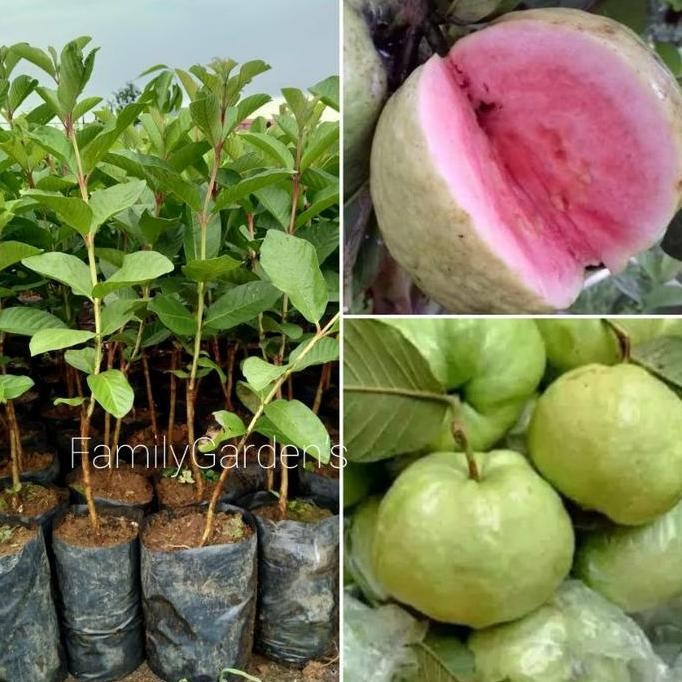 

Terlaris Bibit Tanaman Buah Jambu Kristal Merah