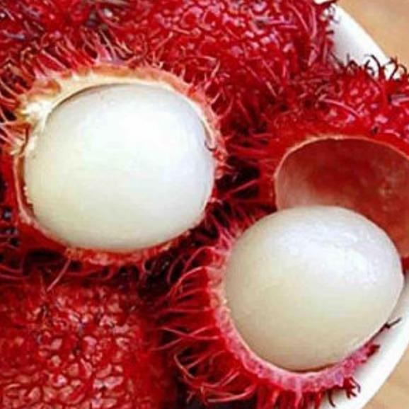 bibit pohon rambutan Parakan asli ISTIMEWA