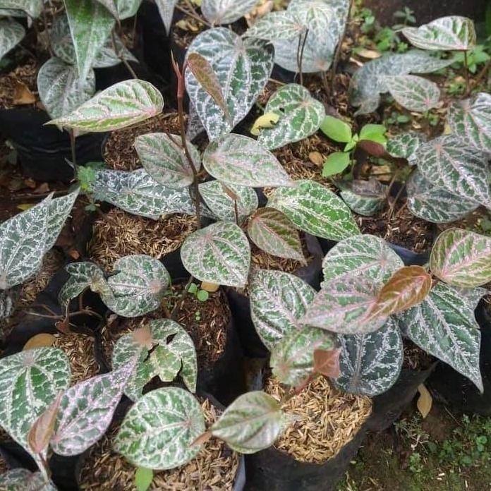 

Terlaris Tanaman Herbal Pohon Sirih Merah Obat