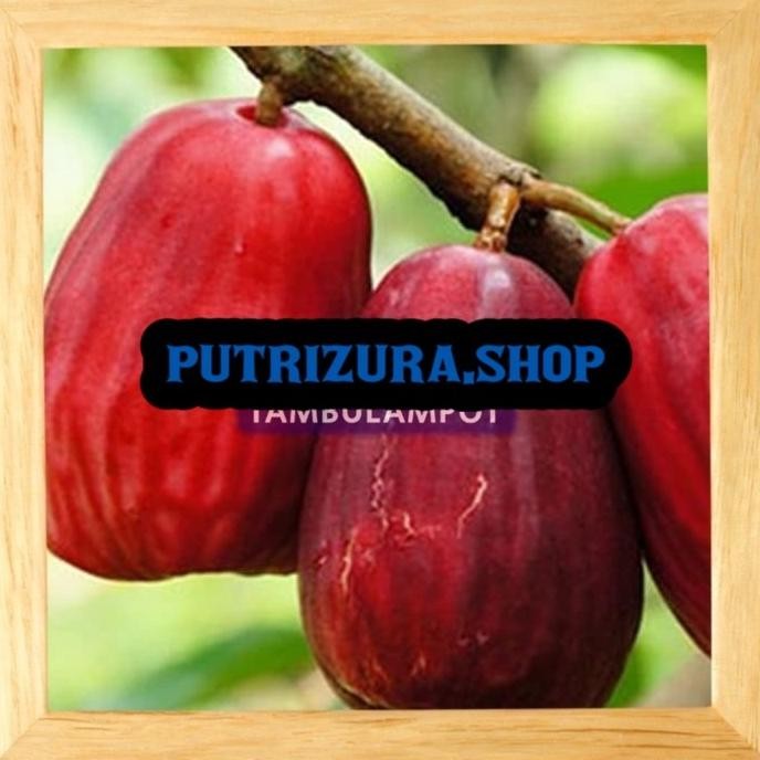 KLITAS Bibit Tanaman Buah Jambu Bol Jamaika Okulasi Stek Cangkok PREMIUM
