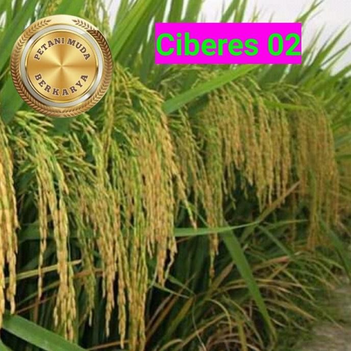 

Terlaris Benih Padi Ciberes 02 Anti Tikus Bibit Padi Tahan Serangan Tikus Cbr 2